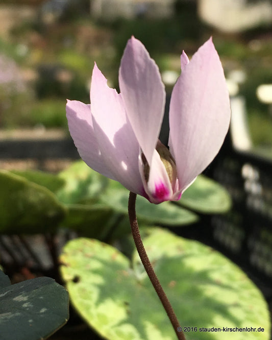 Cyclamen cilicium