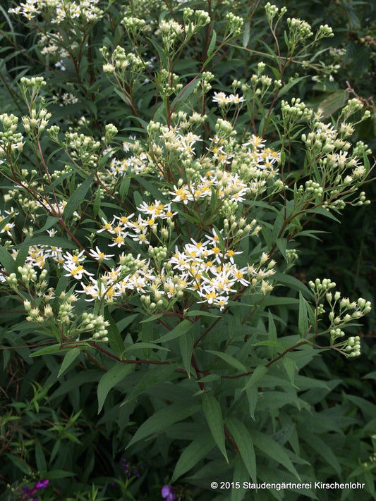Doellingeria umbellata 'Weißer Schirm'