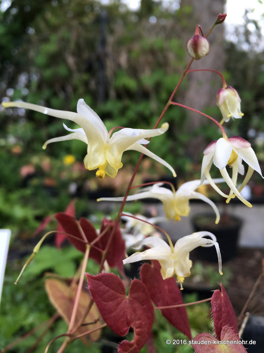 Epimedium 'Limelight'