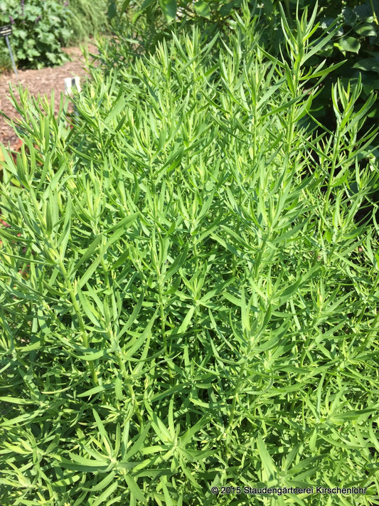 Galatella sedifolia 'Nanus' (Aster)