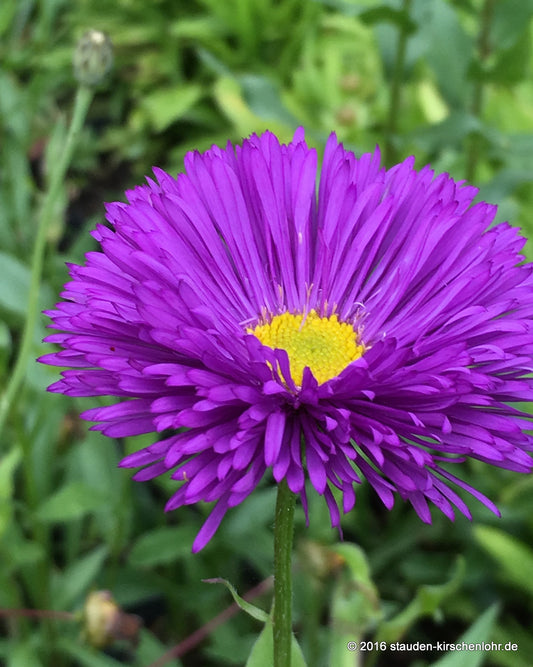 Erigeron 'Schwarzes Meer'