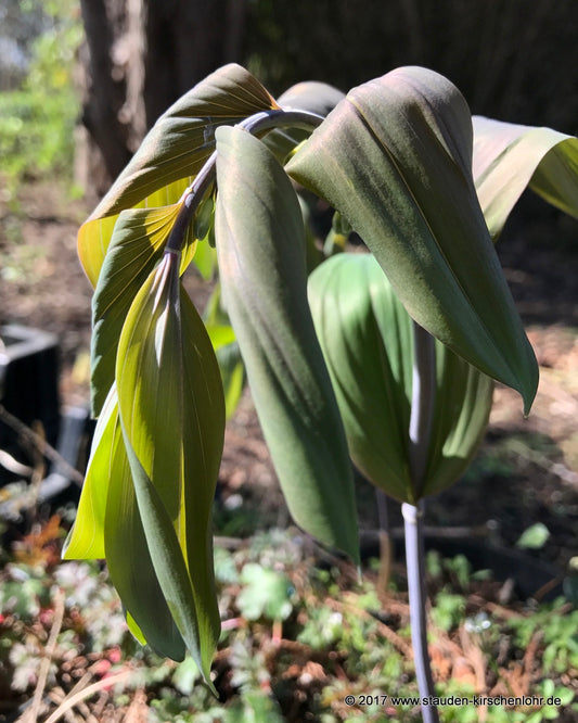 Polygonatum multiflorum 'Betberg'