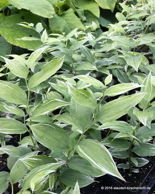 Disporum sessile 'Variegatum'