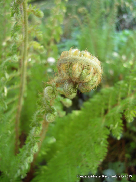 Dryopteris affinis