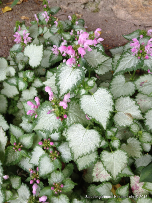 Lamium maculatum 'Pink Pewter'