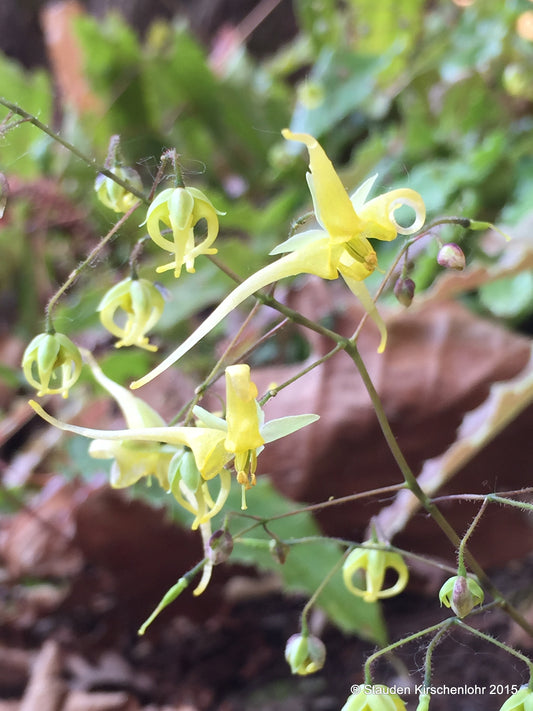 Epimedium 'Spine Tingler'