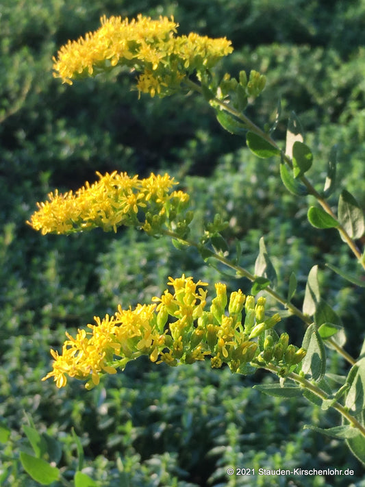 Solidago radula 'Flint Hills'