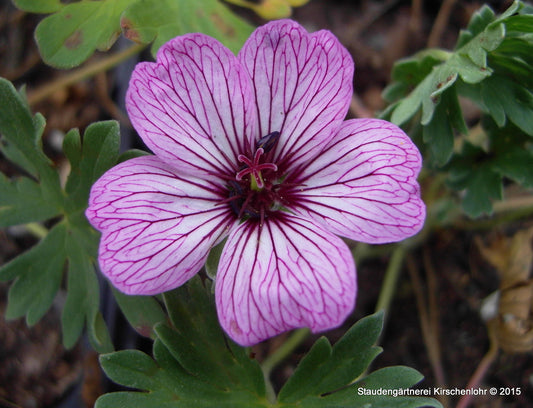 Geranium cinereum 'Ballerina'
