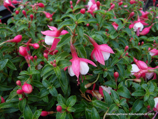 Fuchsia 'Lady Thumb'