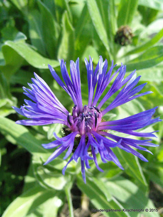 Centaurea montana