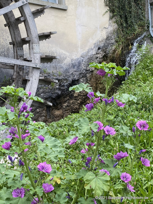 Malva sylvestris var. mauritiana