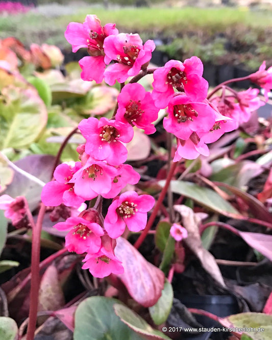 Bergenia 'Bressingham Salmon'
