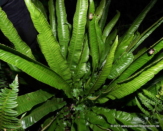 Asplenium scolopendrium