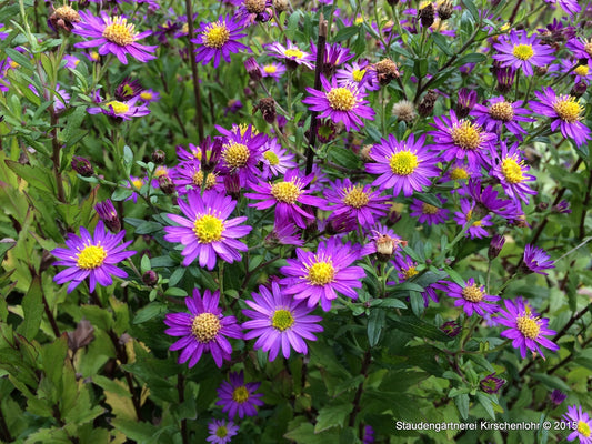 Aster ageratoides 'Ezo Murazaki'