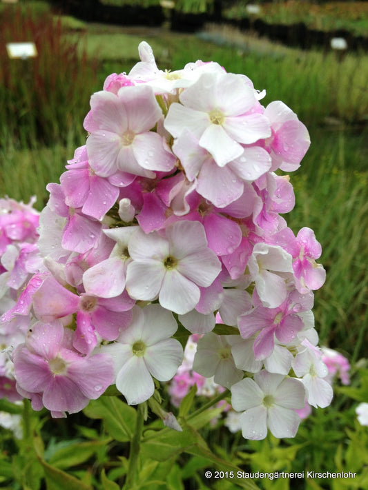 Phlox paniculata 'Cool Water' ®