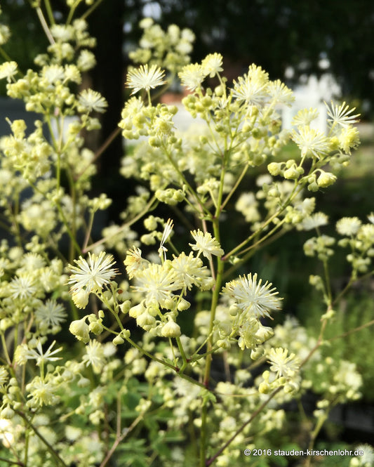 Thalictrum 'Palatina Ivory Cloud'  NIS