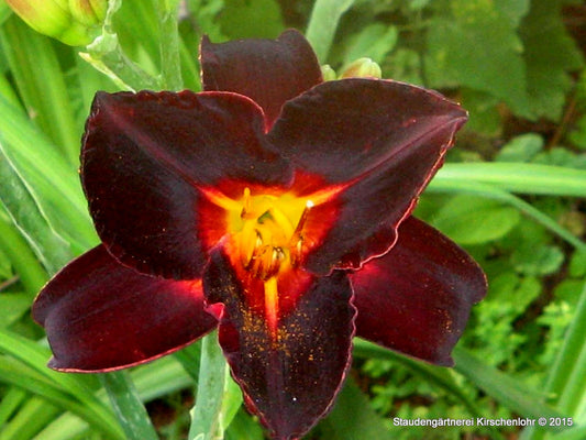 Hemerocallis 'Nocturne'
