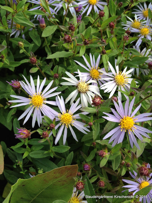 Aster ageratoides 'Eleven Purple' ®