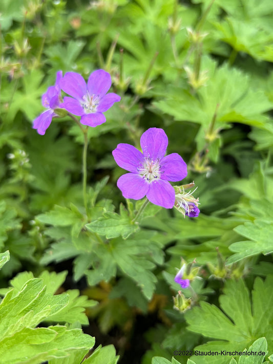 Geranium sylvaticum 'Mayflower'