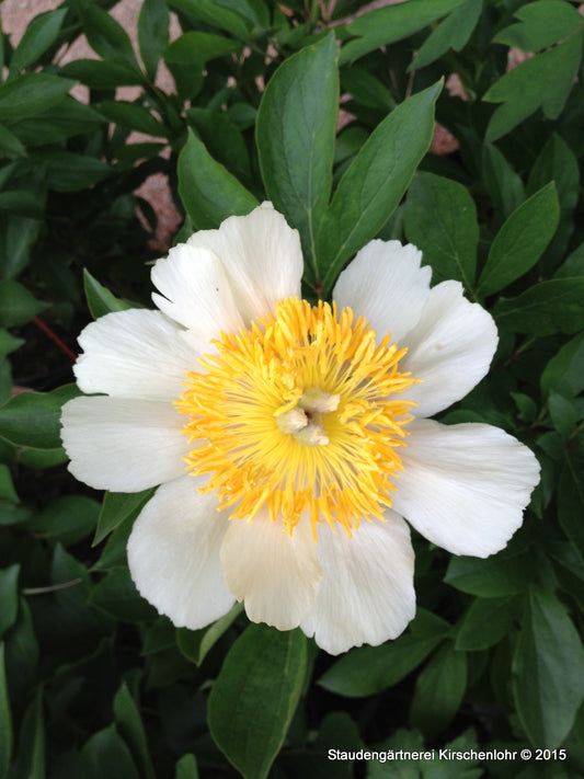Paeonia 'Claire de Lune'