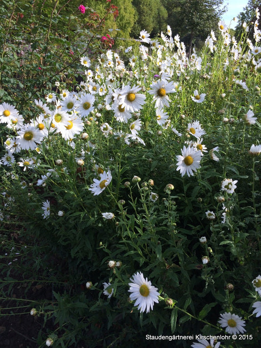 Leucanthemella serotina 'Herbststern'