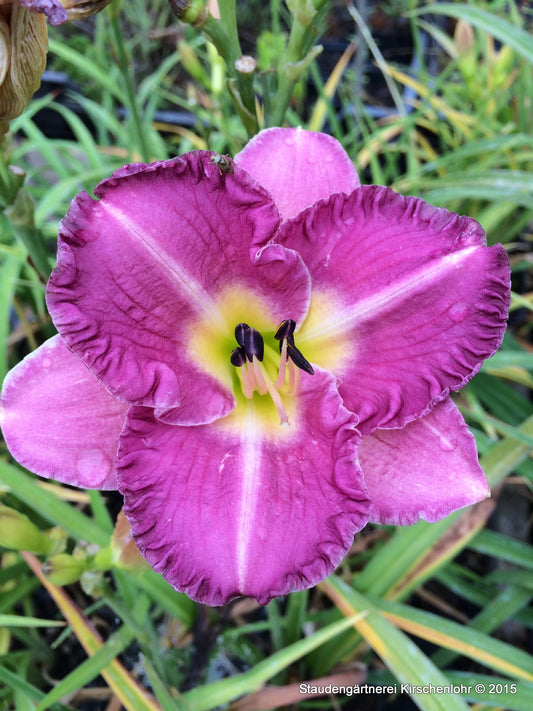 Hemerocallis 'Entrapment'