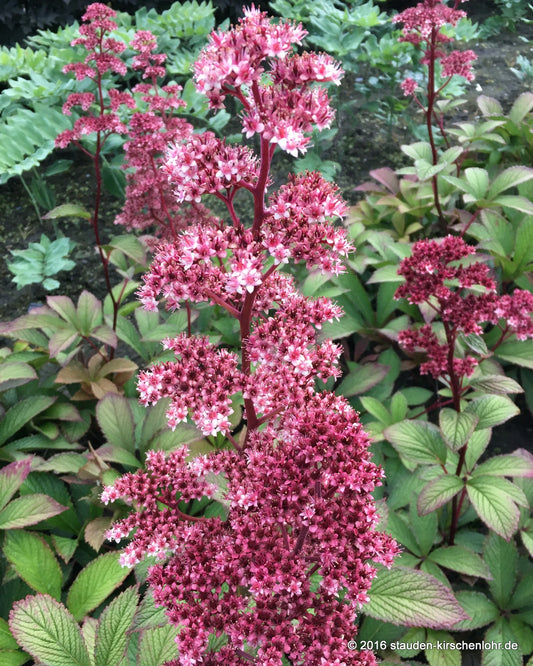 Rodgersia pinnata 'Superba'