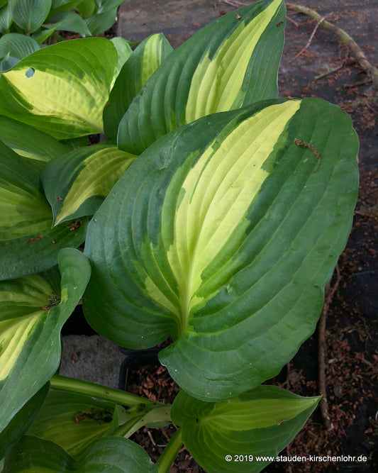 Hosta 'Lakeside Meter Maid'