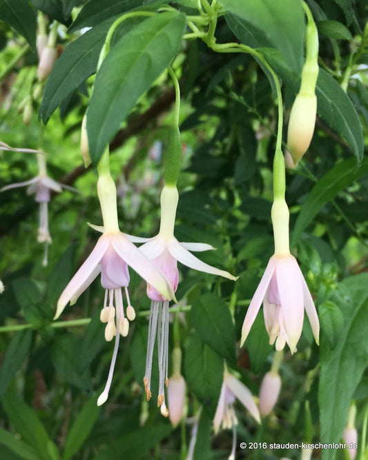 Fuchsia 'Whiteknights Pearl'