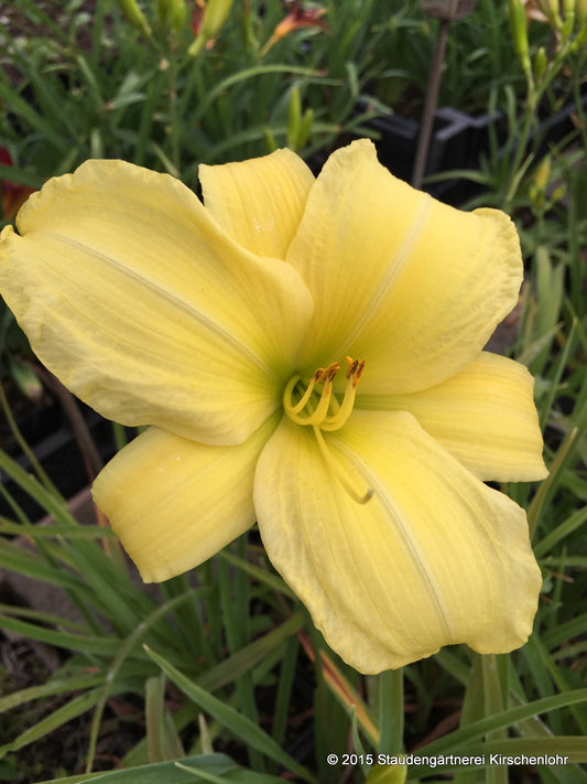 Hemerocallis 'Buried Treasure'
