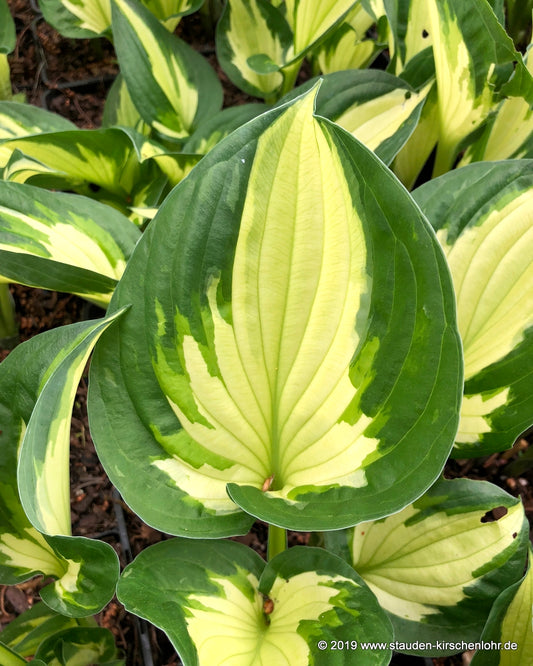 Hosta 'Whirlwind'