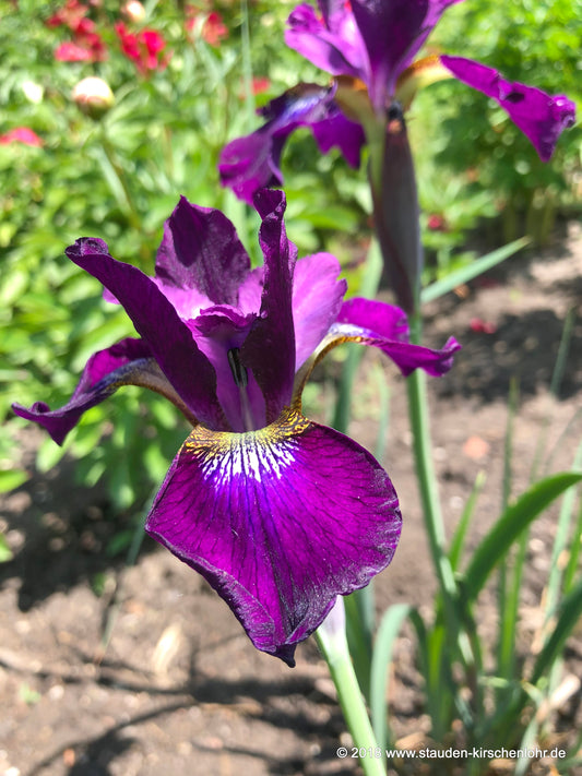 Iris sibirica 'Dunkler Wein'
