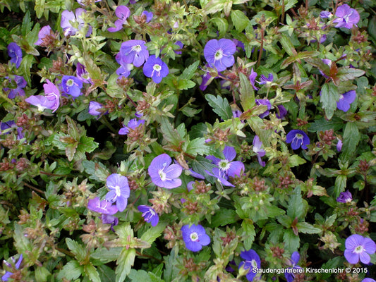 Veronica umbrosa 'Georgia Blue' (peduncularis)