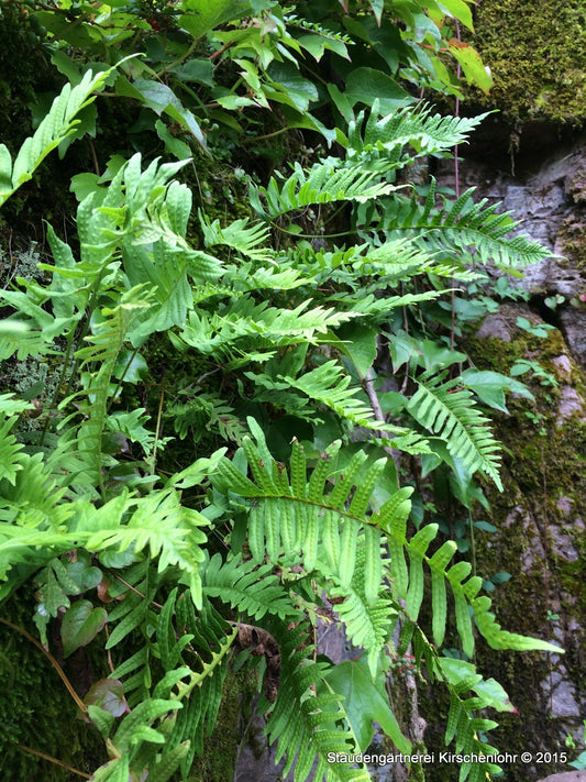 Polypodium vulgare