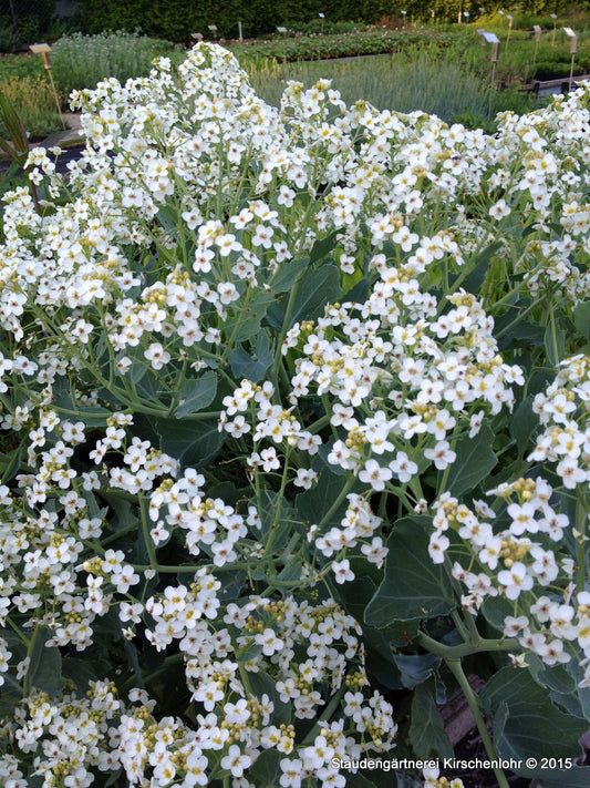 Crambe maritima