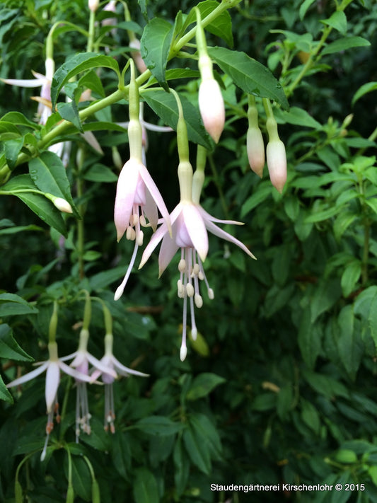 Fuchsia magellanica var. molinae