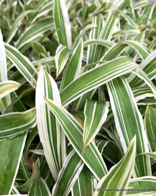 Carex siderosticta var. pilosa 'Treasure Island'