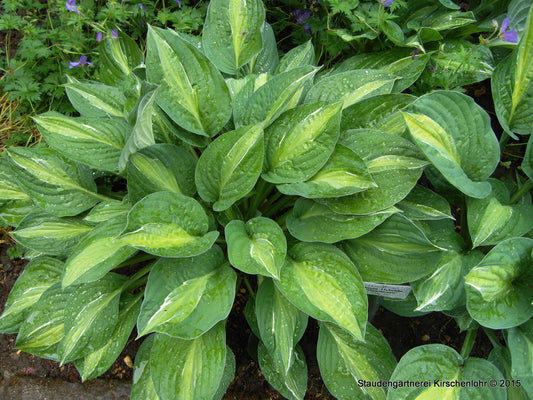Hosta 'Striptease'