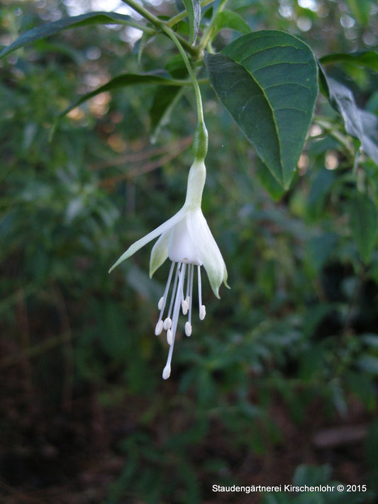 Fuchsia 'Hawkshead'