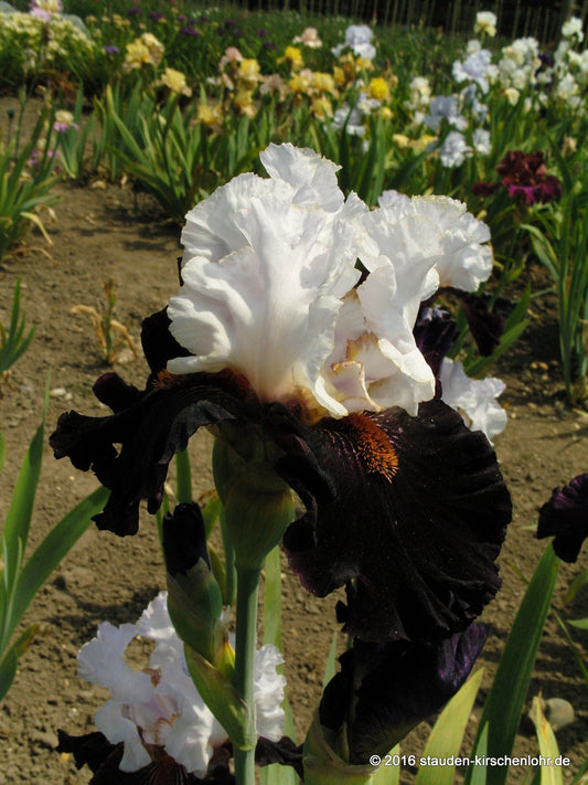 Iris barbata-elatior 'Starring'