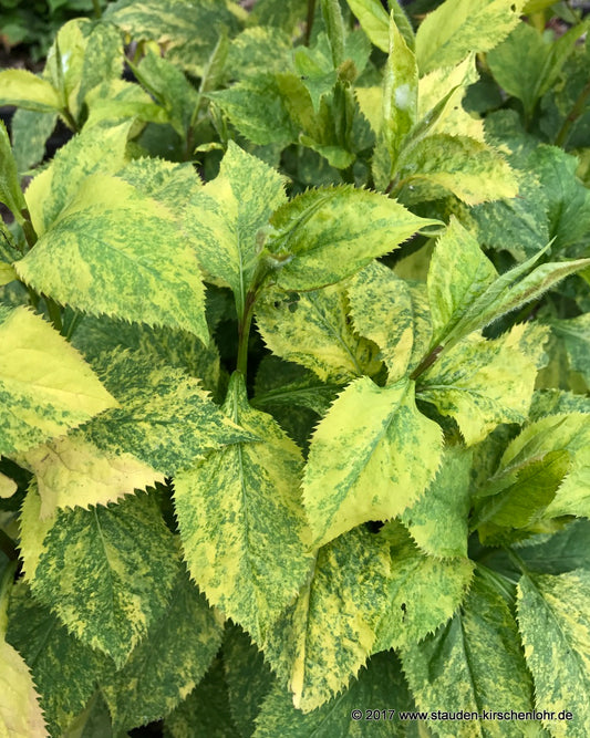 Solidago flexicaulis 'Variegata'