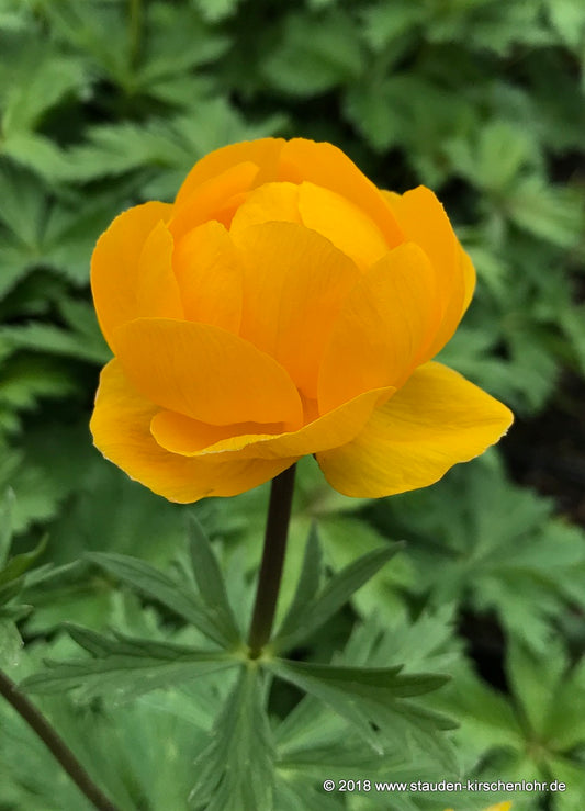 Trollius 'Earliest of All'