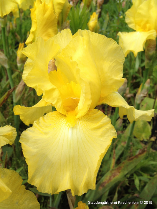 Iris barbata-elatior 'Jeanne Price'