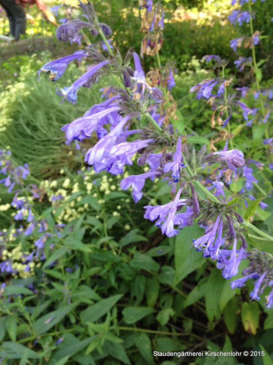 Nepeta sibirica 'Souvenier d´ Andre Chaudron'