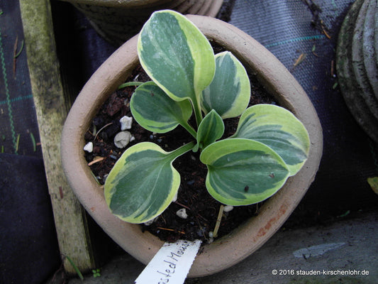 Hosta 'Frosted Mouse Ears' ®