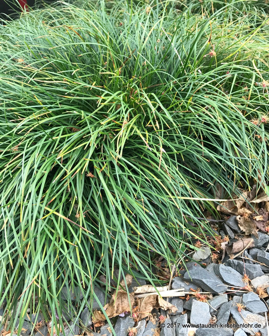 Ophiopogon japonicus