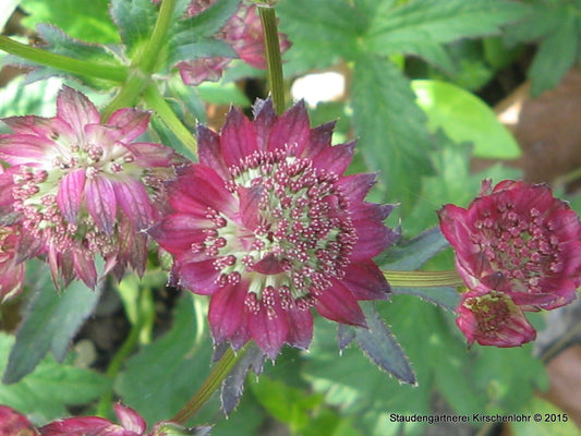 Astrantia major 'Moulin Rouge' ®