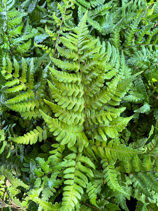 Dryopteris championii