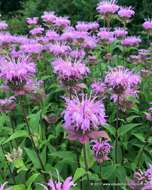 Monarda 'Rebecca'