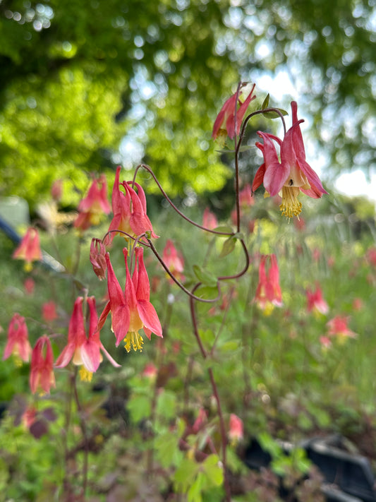Aquilegia canadensis